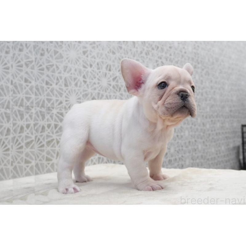 販売中の東京都のフレンチブルドッグ-432144の2枚目