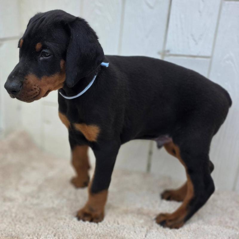 販売中の茨城県のドーベルマン-426181の31枚目