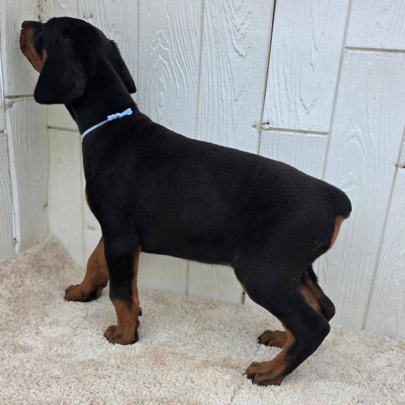 販売中の茨城県のドーベルマン-426181の30枚目