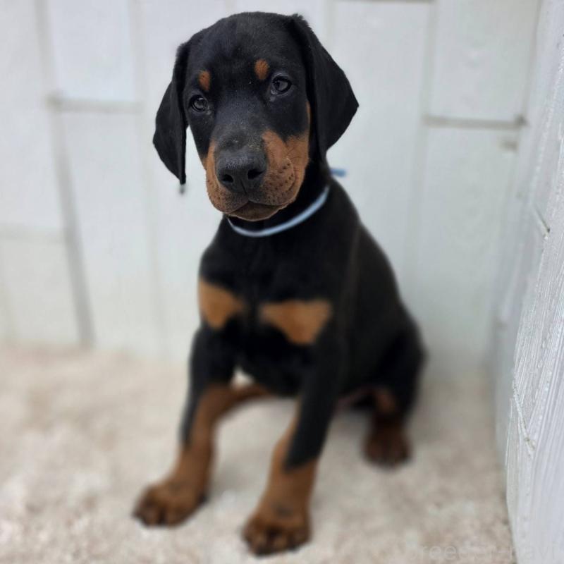 販売中の茨城県のドーベルマン-426181の29枚目