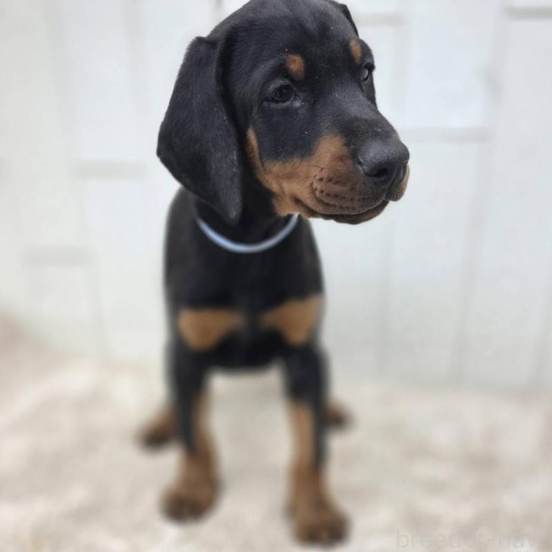 販売中の茨城県のドーベルマン-426181の28枚目