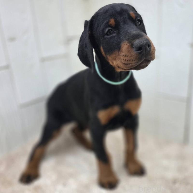 販売中の茨城県のドーベルマン-426181の27枚目