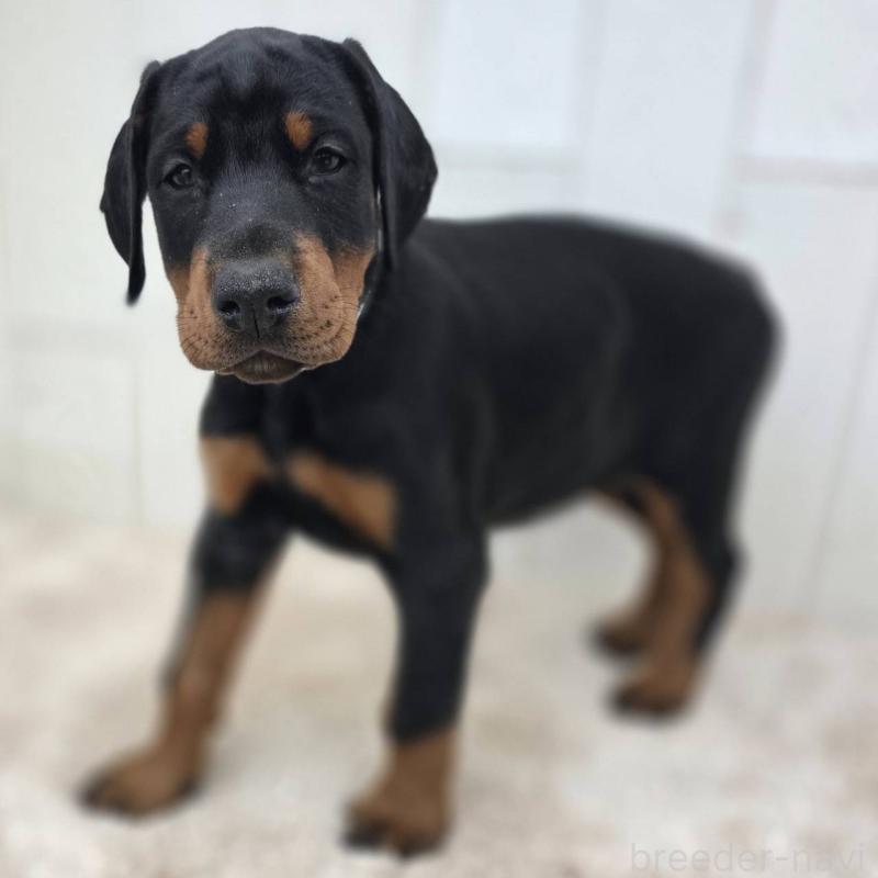 販売中の茨城県のドーベルマン-426181の25枚目