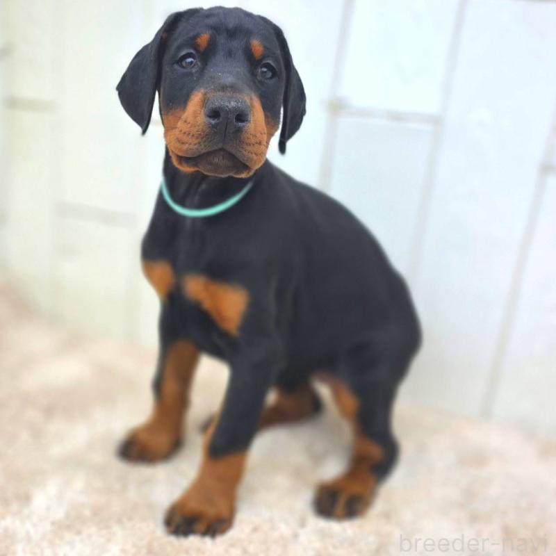 販売中の茨城県のドーベルマン-426181の22枚目