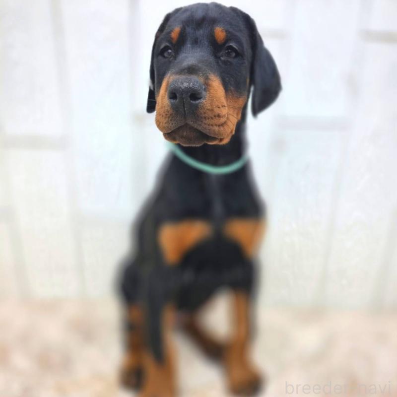 販売中の茨城県のドーベルマン-426181の16枚目