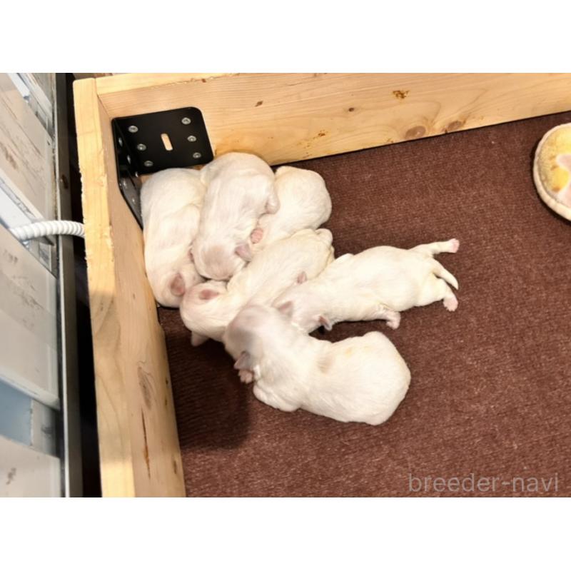 販売中の群馬県のマルチーズ-432294の2枚目