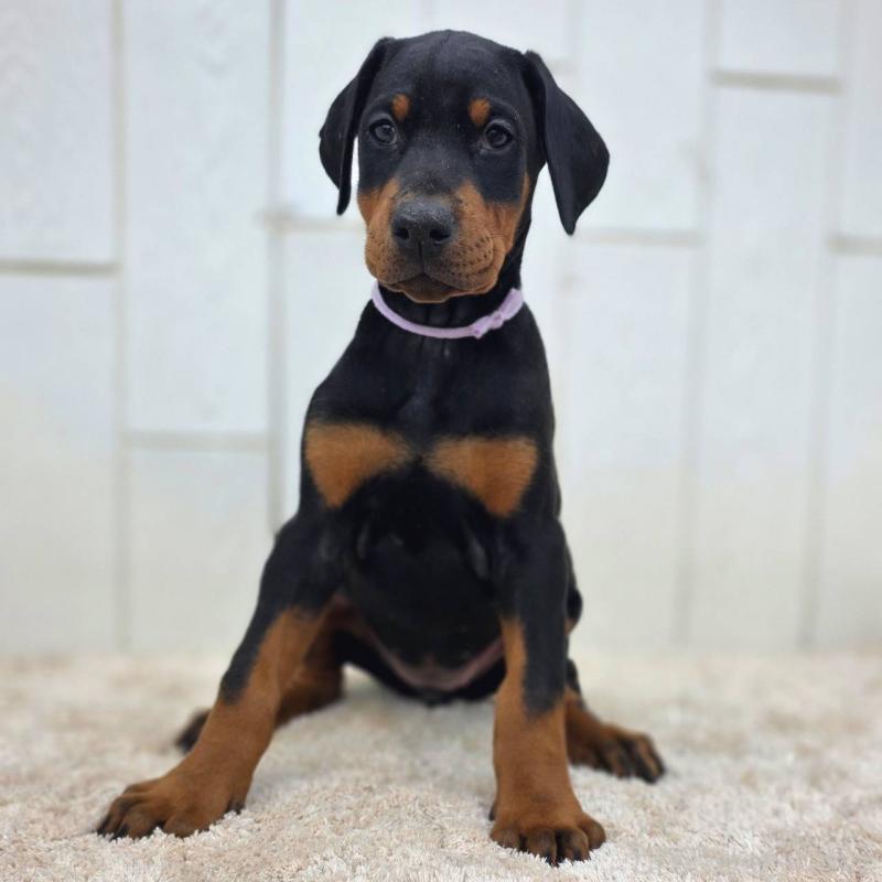 販売中の茨城県のドーベルマン-426192の23枚目