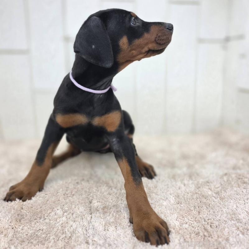 販売中の茨城県のドーベルマン-426192の22枚目