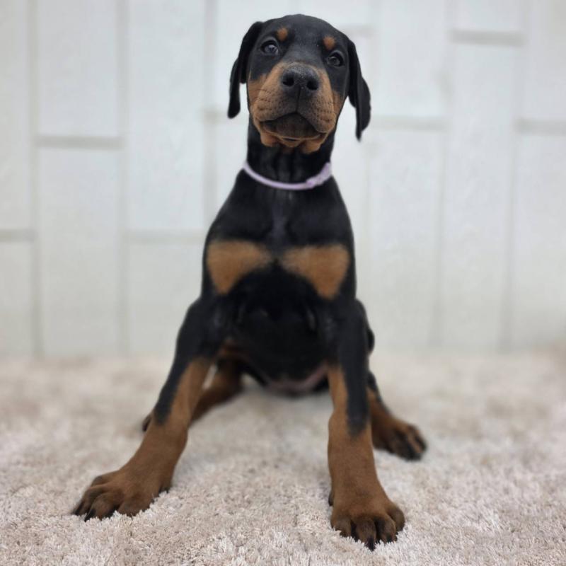 販売中の茨城県のドーベルマン-426192の20枚目