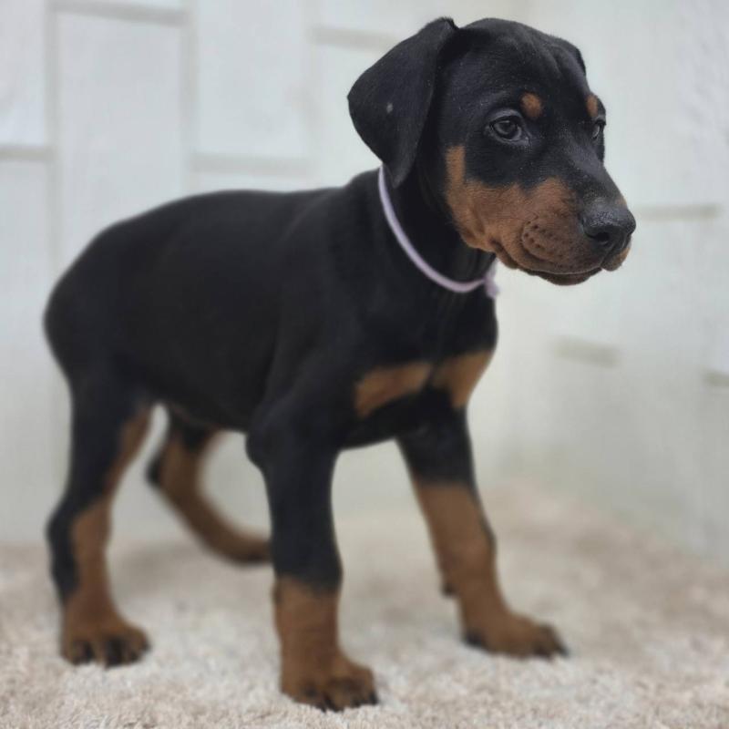 販売中の茨城県のドーベルマン-426192の19枚目