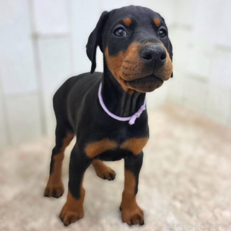 販売中の茨城県のドーベルマン-426192の18枚目