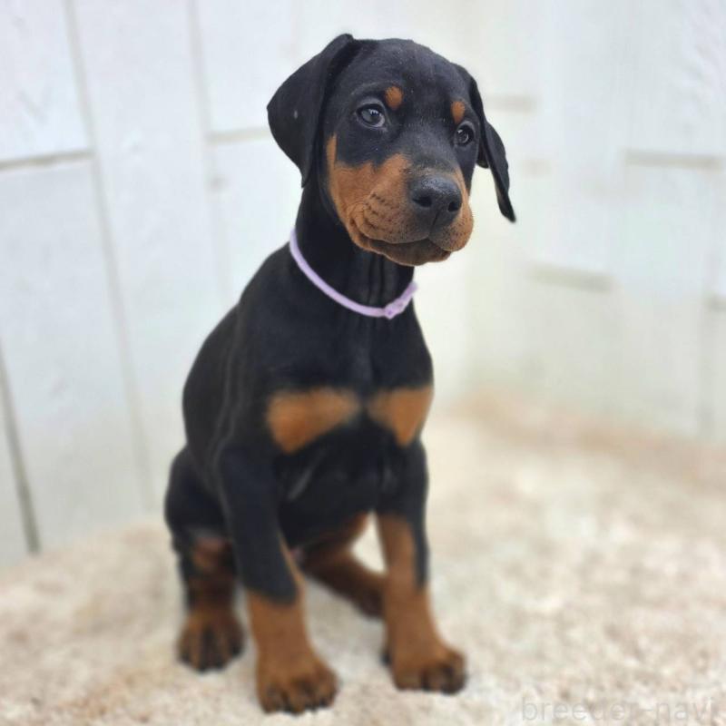 販売中の茨城県のドーベルマン-426192の17枚目