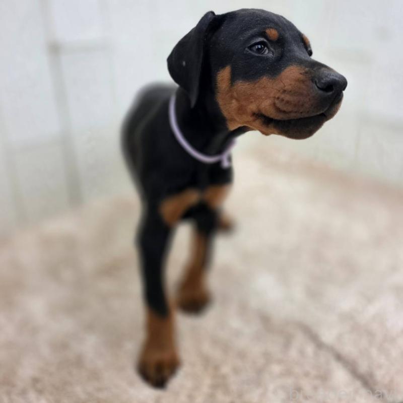 販売中の茨城県のドーベルマン-426192の16枚目