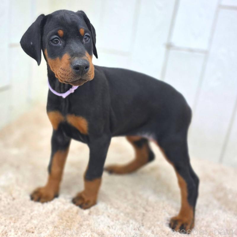 販売中の茨城県のドーベルマン-426192