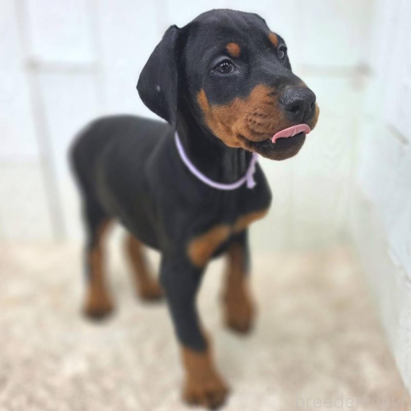 販売中の茨城県のドーベルマン-426192の13枚目