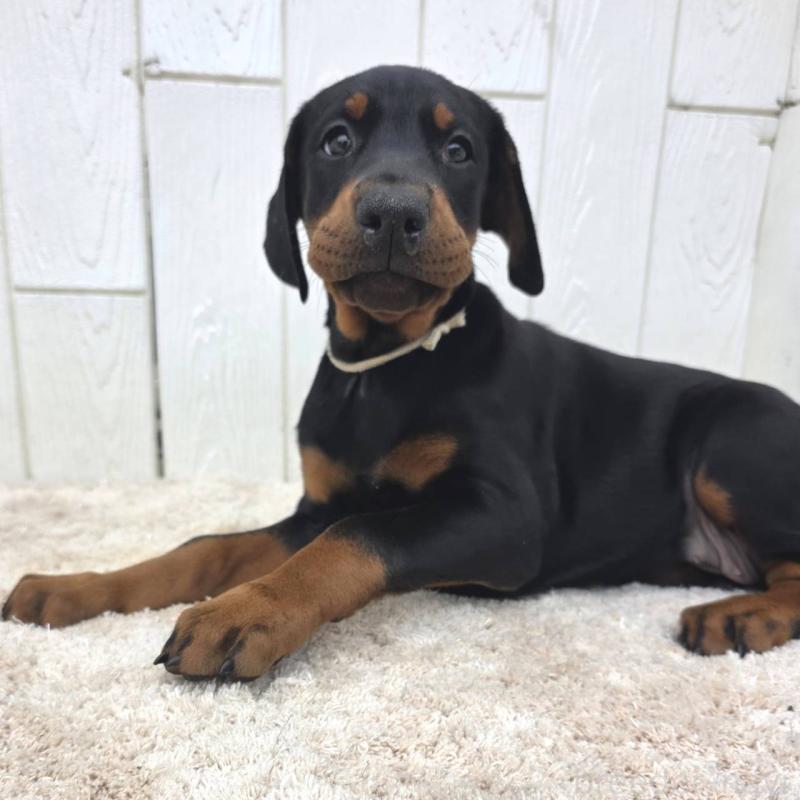 商談中の茨城県のドーベルマン-426185の20枚目