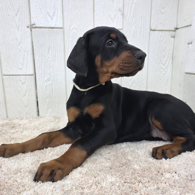 商談中の茨城県のドーベルマン-426185の19枚目