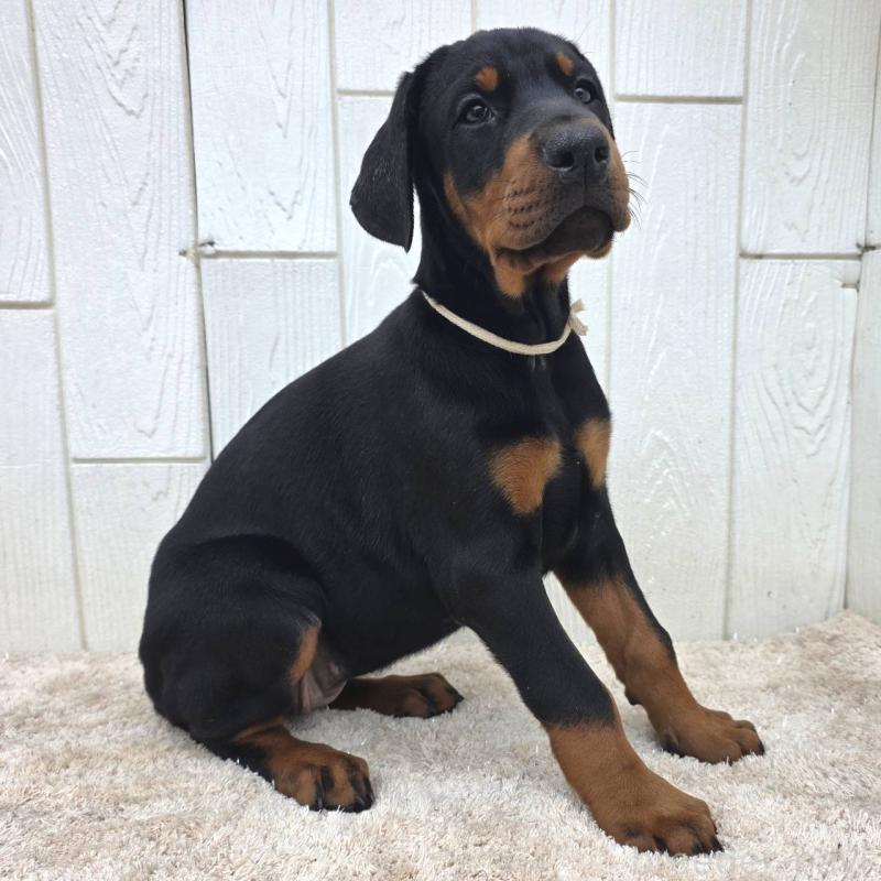 商談中の茨城県のドーベルマン-426185の18枚目