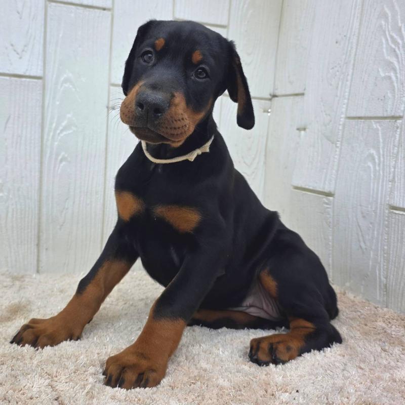 販売中の茨城県のドーベルマン-426185