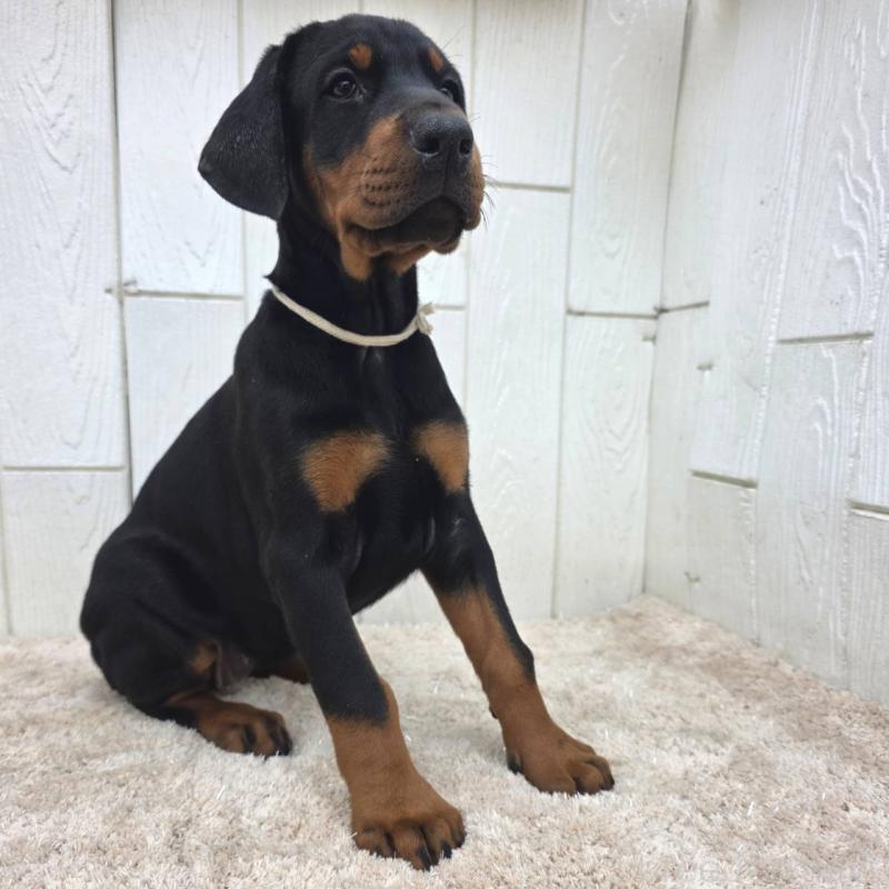 商談中の茨城県のドーベルマン-426185の15枚目