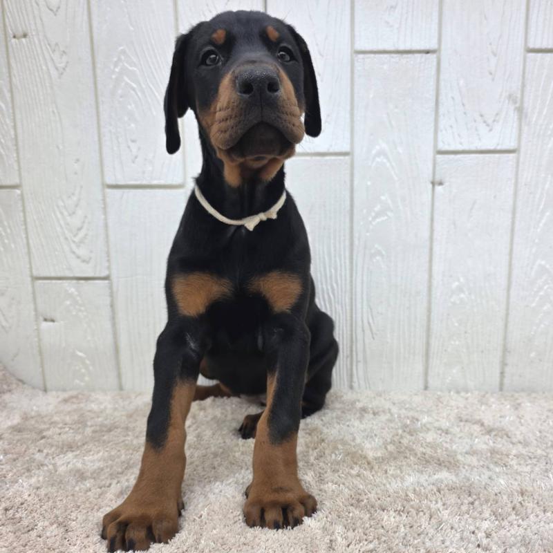 商談中の茨城県のドーベルマン-426185の13枚目