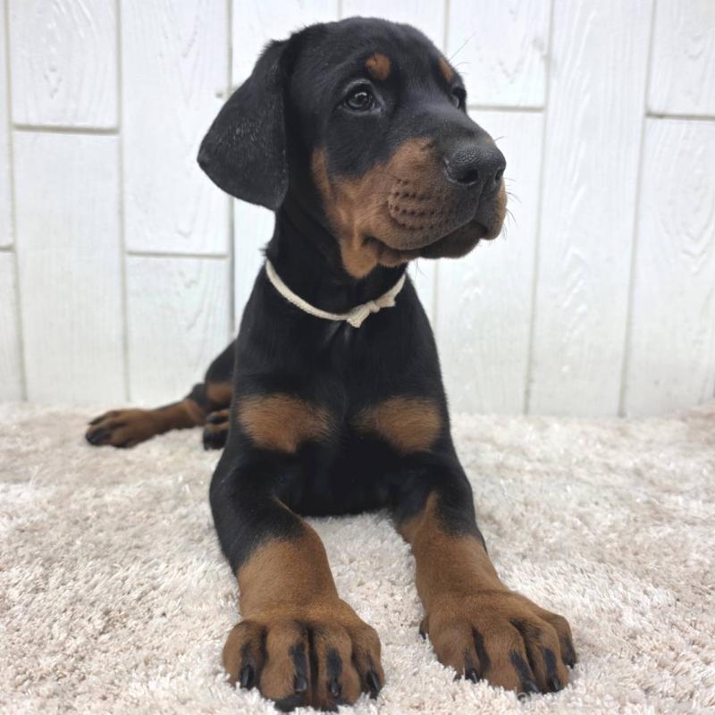 商談中の茨城県のドーベルマン-426185の12枚目