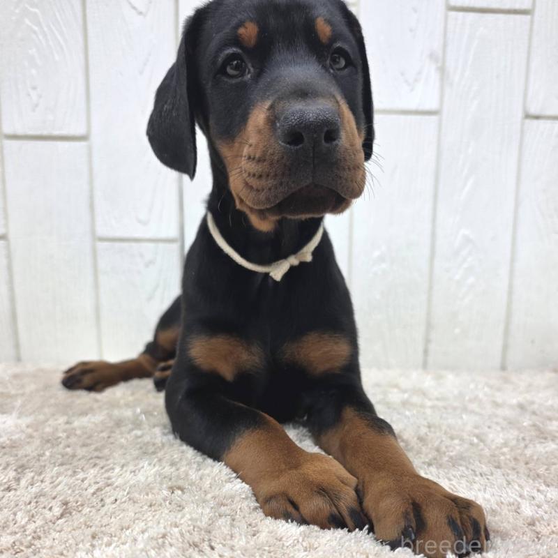 商談中の茨城県のドーベルマン-426185の11枚目