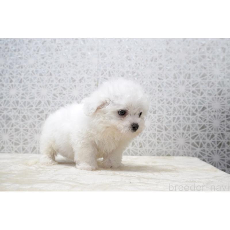 販売中の東京都のビションフリーゼ-432140の8枚目