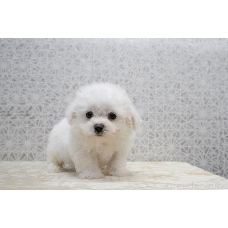 販売中の東京都のビションフリーゼ-432140の7枚目