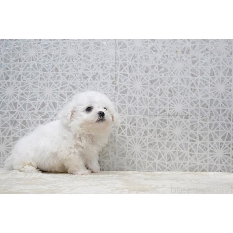 販売中の東京都のビションフリーゼ-432140の6枚目