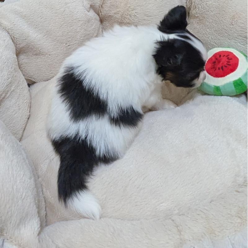 販売中の埼玉県のパピヨン-432298の4枚目