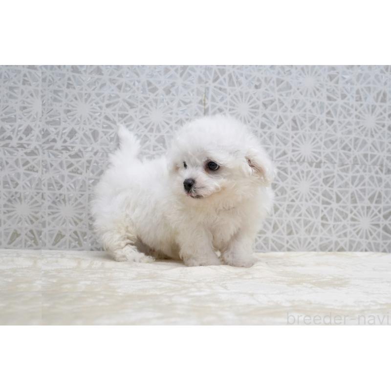 販売中の東京都のビションフリーゼ-432140の5枚目