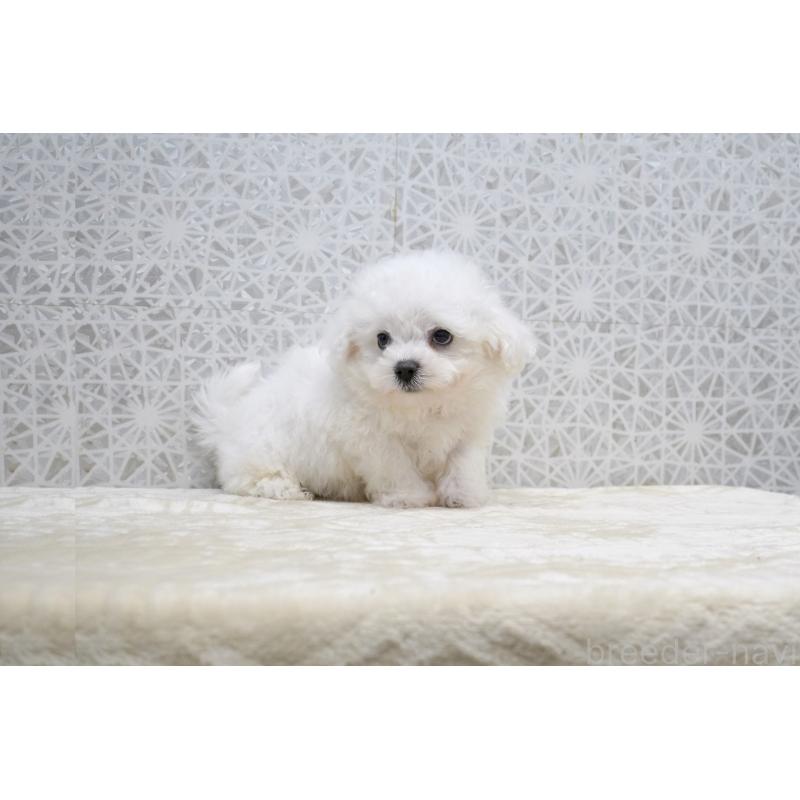 販売中の東京都のビションフリーゼ-432140の4枚目