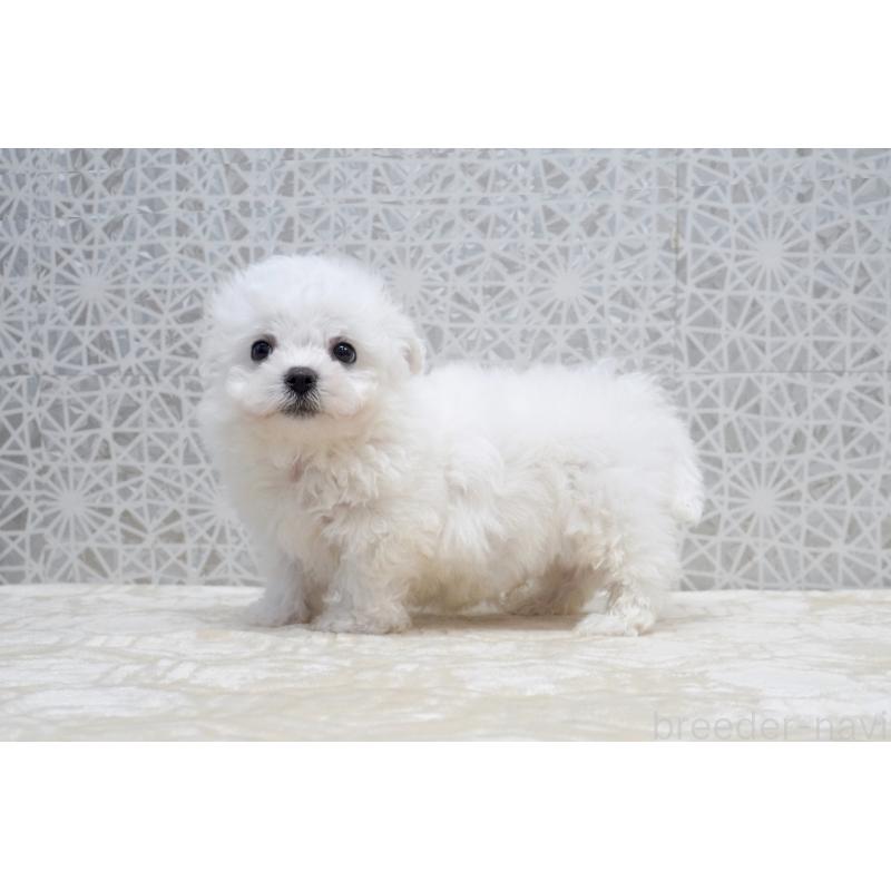 販売中の東京都のビションフリーゼ-432140の3枚目