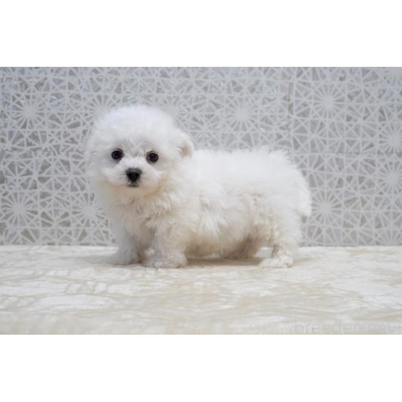 販売中の東京都のビションフリーゼ-432140の2枚目