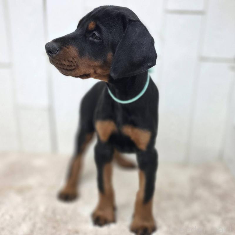 販売中の茨城県のドーベルマン-428842の19枚目