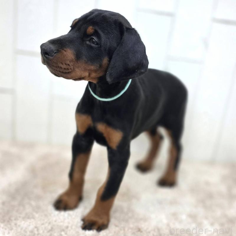 販売中の茨城県のドーベルマン-428842の17枚目