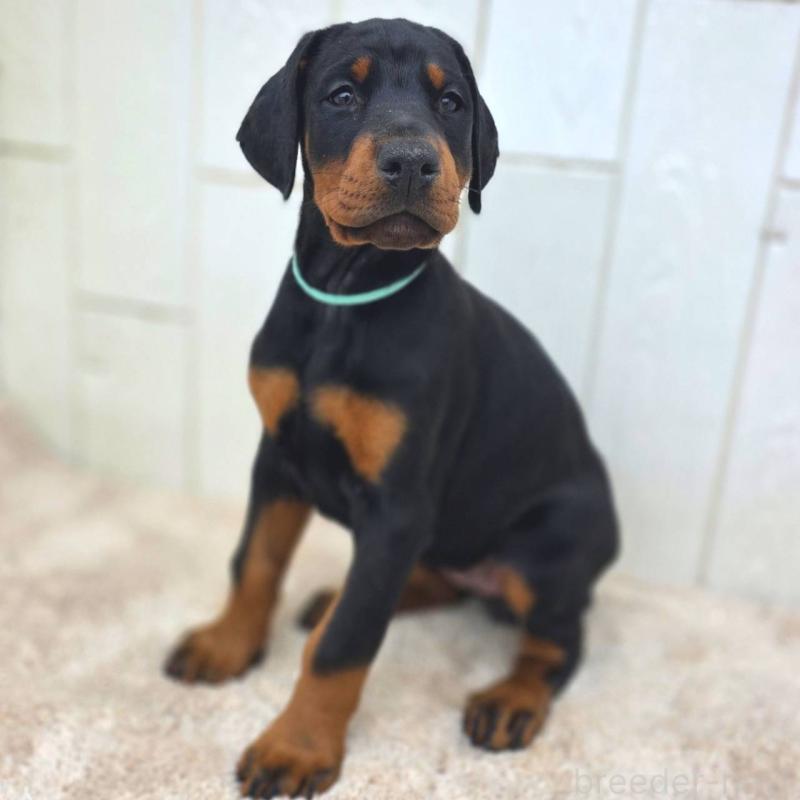 販売中の茨城県のドーベルマン-428842の16枚目