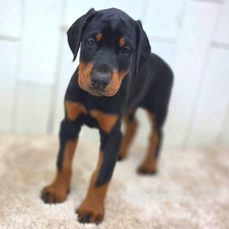 販売中の茨城県のドーベルマン-428842の14枚目