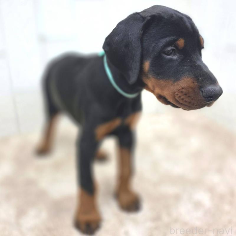 販売中の茨城県のドーベルマン-428842の13枚目