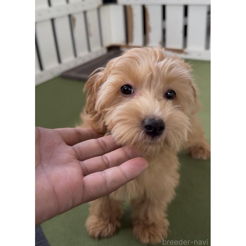 販売中の福岡県のマルプー:マルチーズ×トイプードル-417092の3枚目