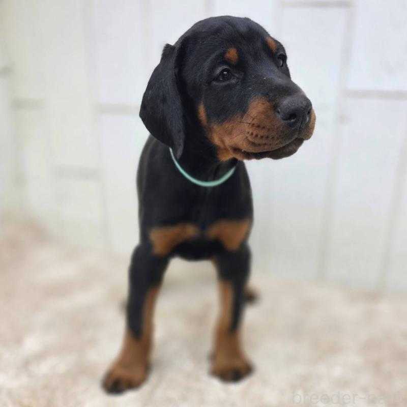 販売中の茨城県のドーベルマン-428842の12枚目