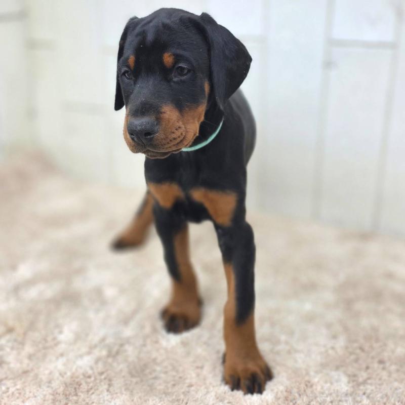 販売中の茨城県のドーベルマン-428842の11枚目