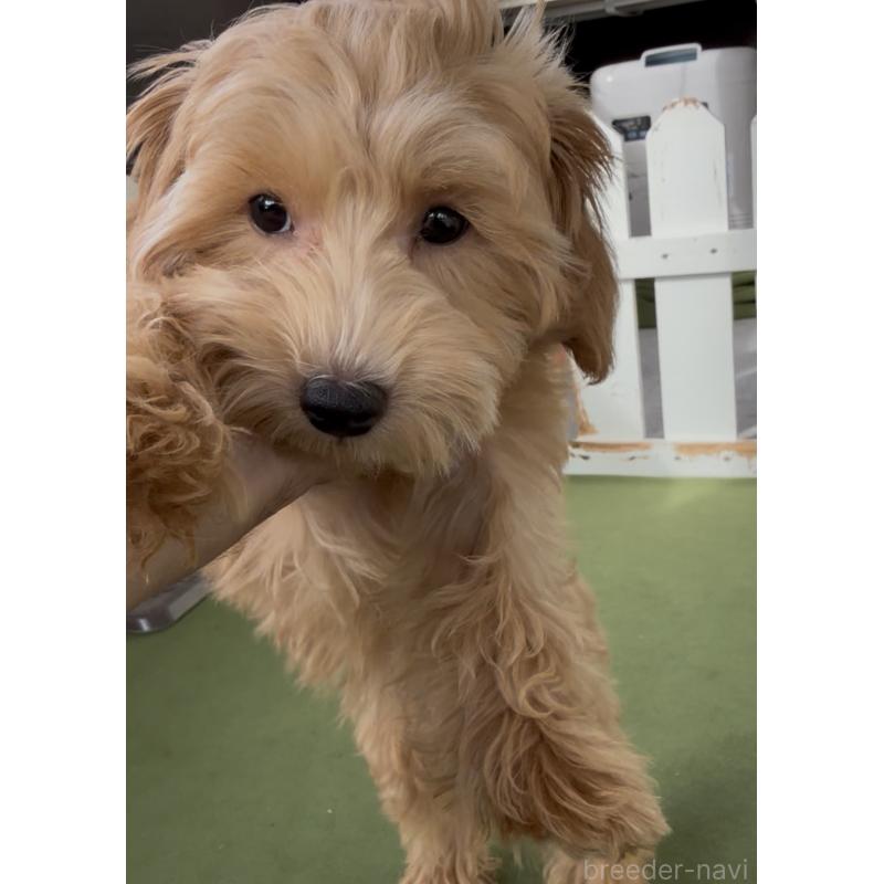 販売中の福岡県のマルプー:マルチーズ×トイプードル-417092の2枚目