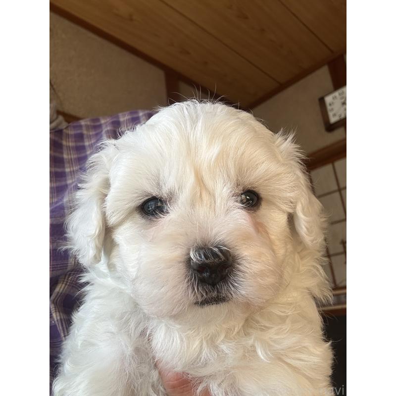 販売中の愛知県のミックス犬-432299