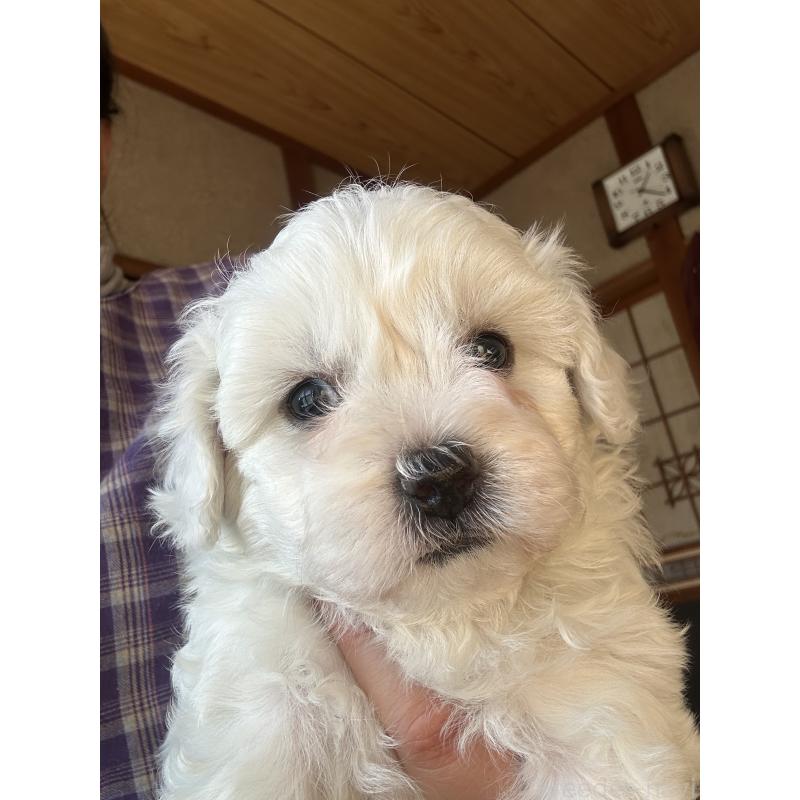 販売中の愛知県のミックス犬-432299の6枚目