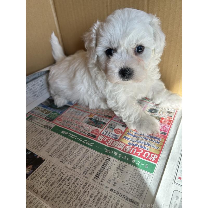 販売中の愛知県のミックス犬-432299の5枚目