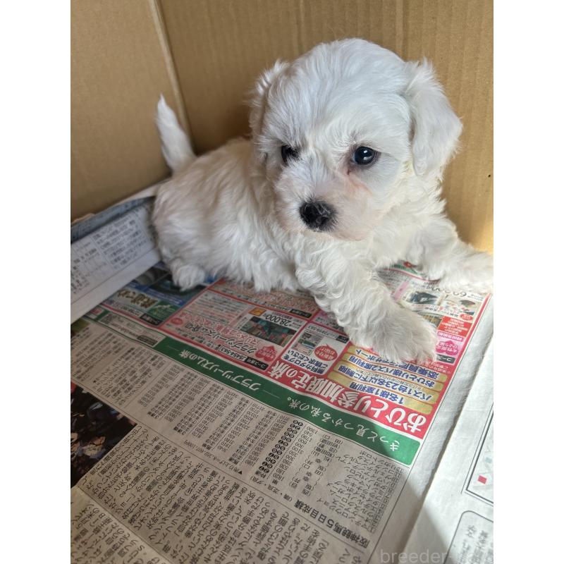 販売中の愛知県のミックス犬-432299の4枚目