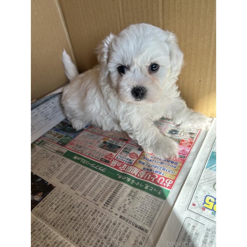 販売中の愛知県のミックス犬-432299の3枚目