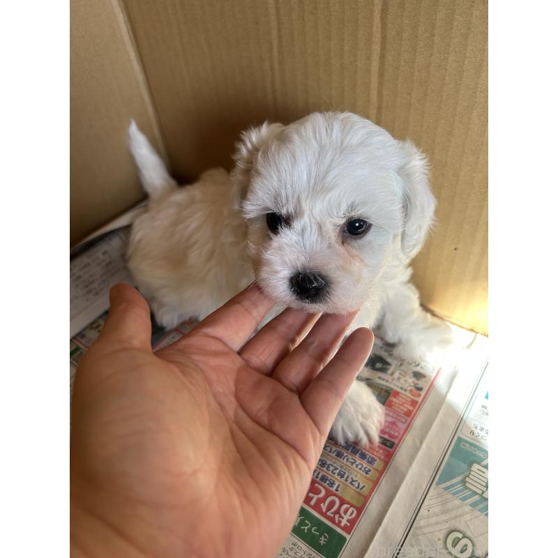 販売中の愛知県のミックス犬-432299の2枚目